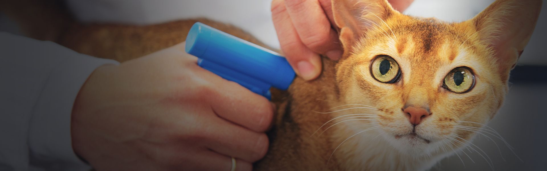 veterinarian microchipping a cat