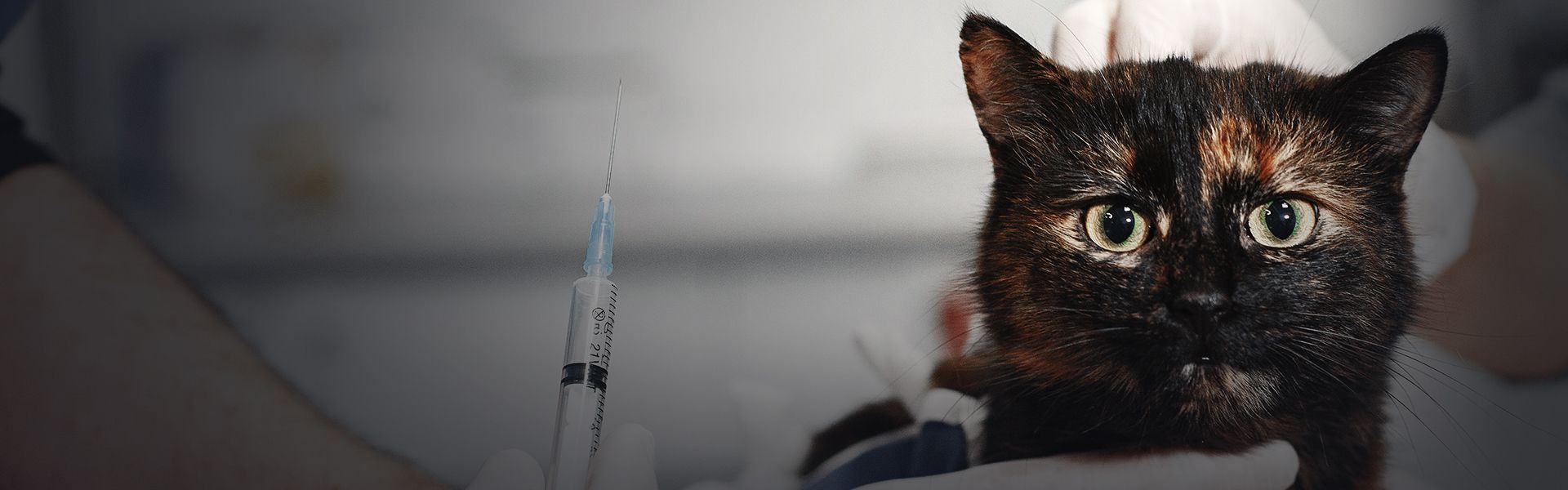 vet with an injection next to a brown cat