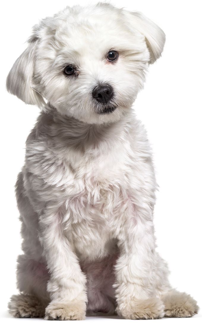 maltese dog sitting on white background