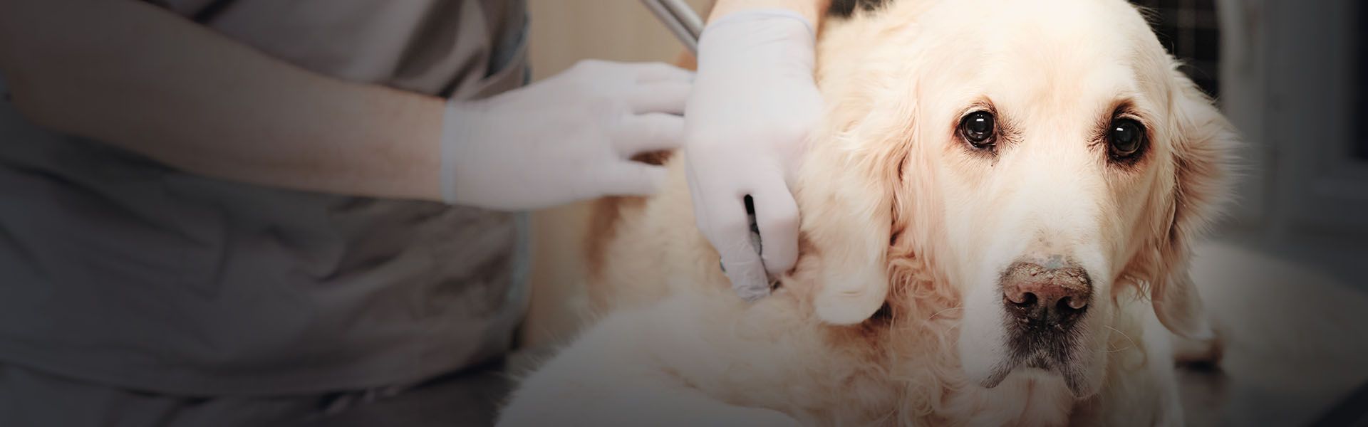 dog examined by vet listening his heart