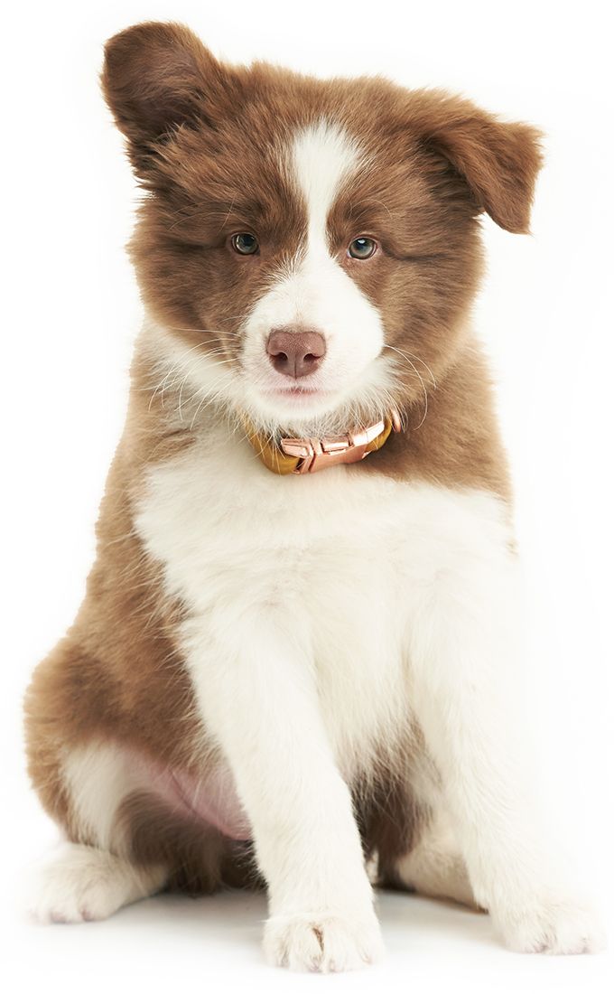 brown and white border collie puppy on white background